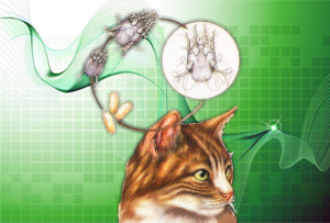 Паразитарные болезни кошек