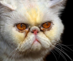 Почему у кошки слезятся глаза: причины, последствия, лечение - SUPERPET