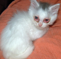 Губкообразная энцефалопатия у кошек: симптомы, причины, лечение [Кошки cats]