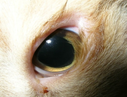 Выделения из глаз у кота, как симптом болезней